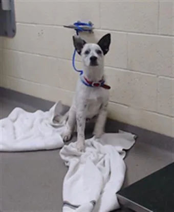 A baby small-sized male Australian Cattle Dog / Blue Heeler dog named Otter for adoption in Denver, CO