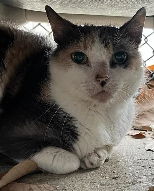 A young medium-sized female Domestic Short Hair cat named Lady for adoption in San Antonio, TX