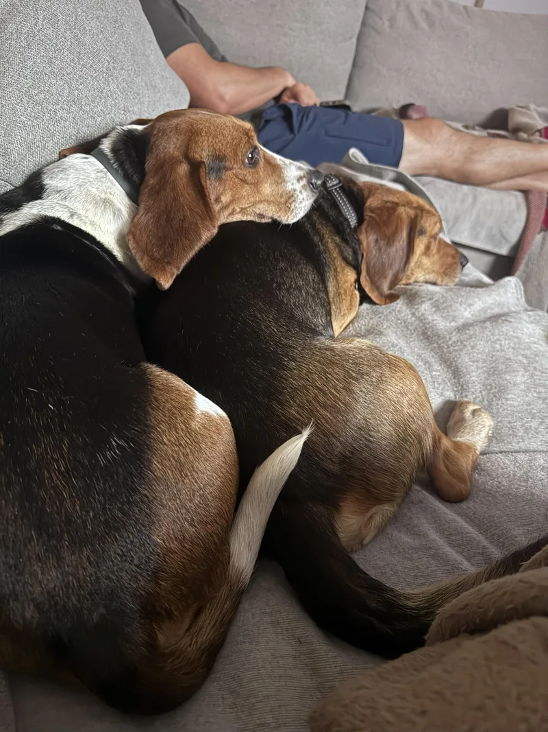 An adult small-sized female Tricolor (Brown, Black, & White) Beagle dog named Gabriella for adoption in Media, PA