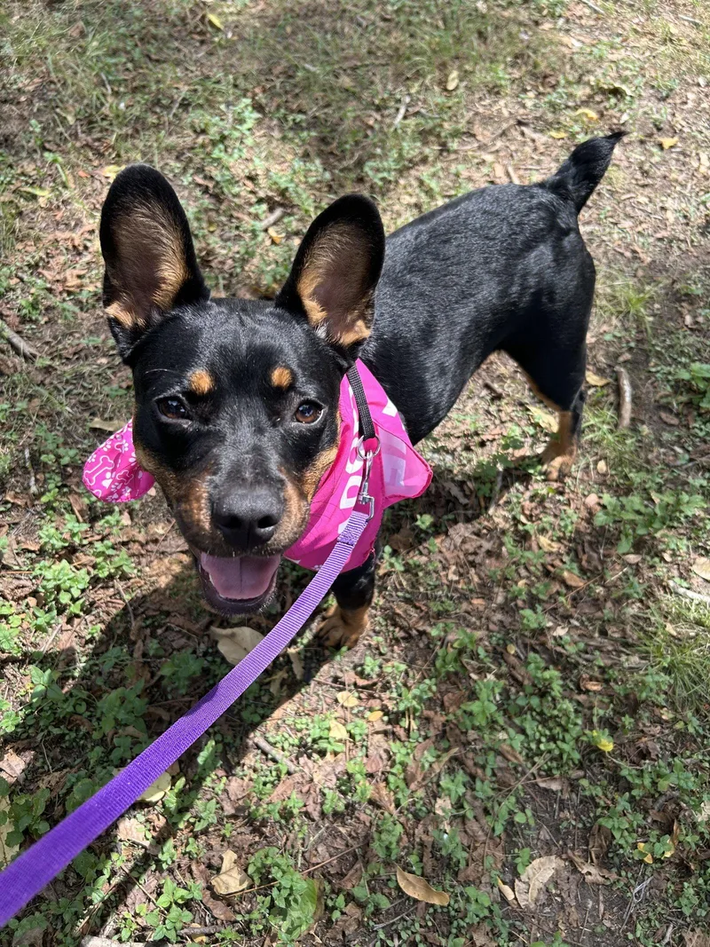 A young small-sized female Miniature Pinscher dog named Missy for adoption in Pipe Creek, TX
