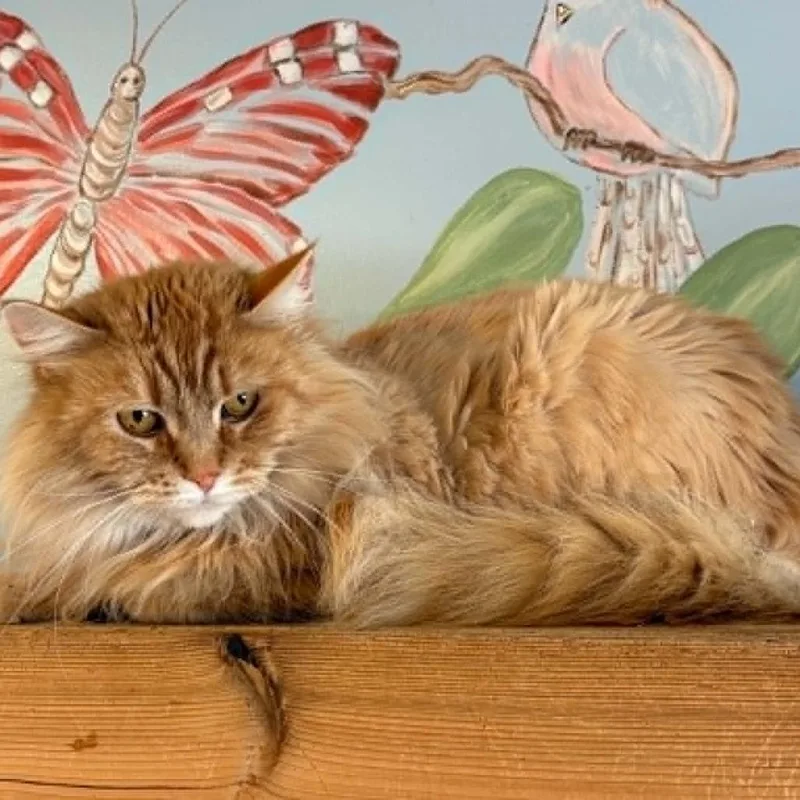 An adult small-sized female Domestic Long Hair cat named Sasha C for adoption in Elbow Lake, MN