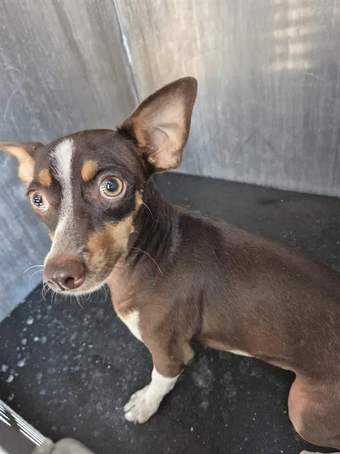 A young small-sized male Chihuahua dog named Roscoe for adoption in San Antonio, TX