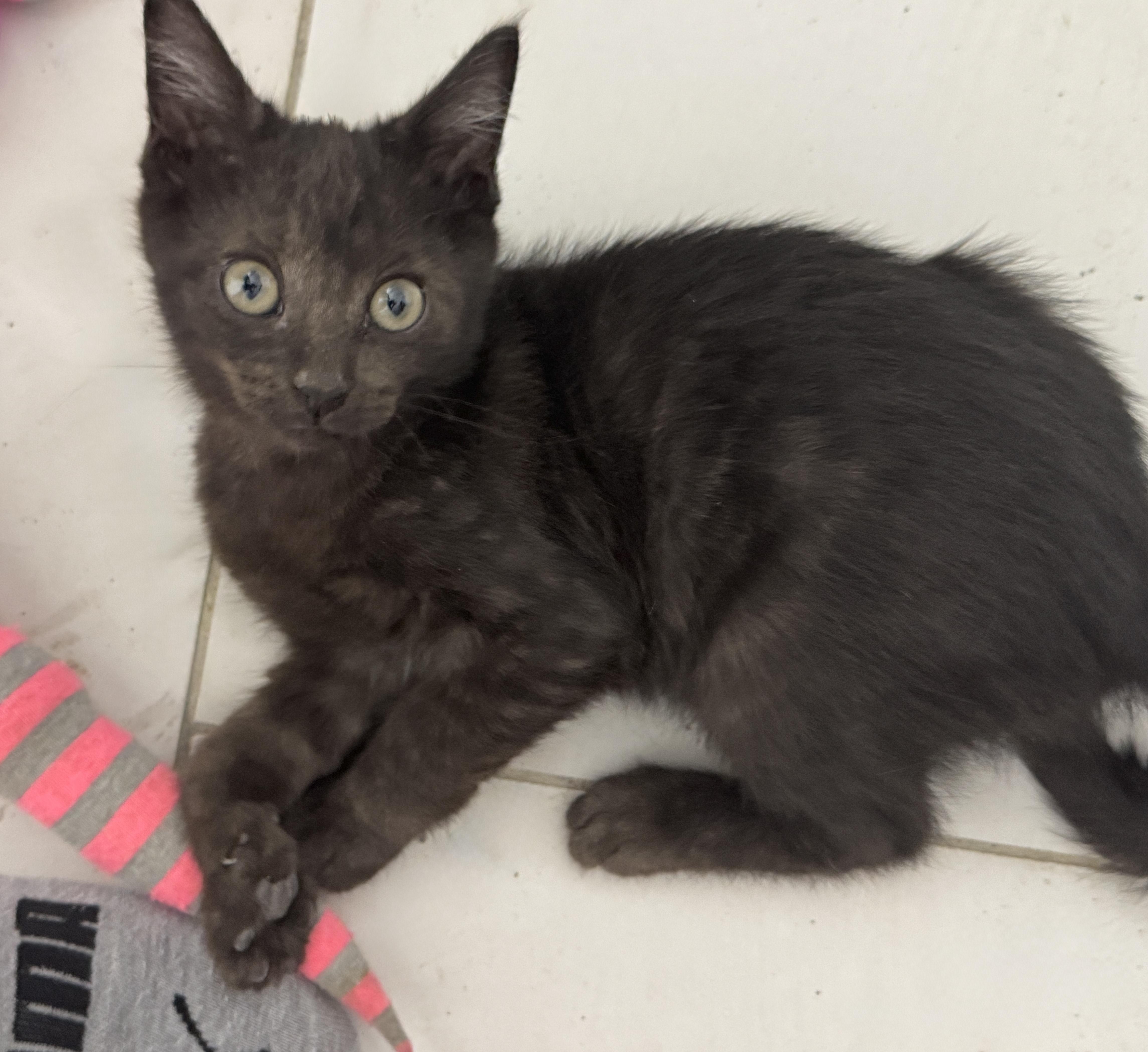 A baby small-sized male Black Domestic Short Hair cat named Brewer for adoption in Houston, TX