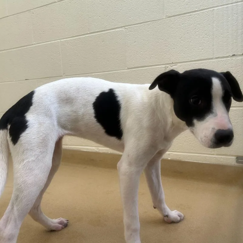 A young medium-sized female White / Cream Mixed Breed dog named Posh Spice for adoption in Asheville, NC