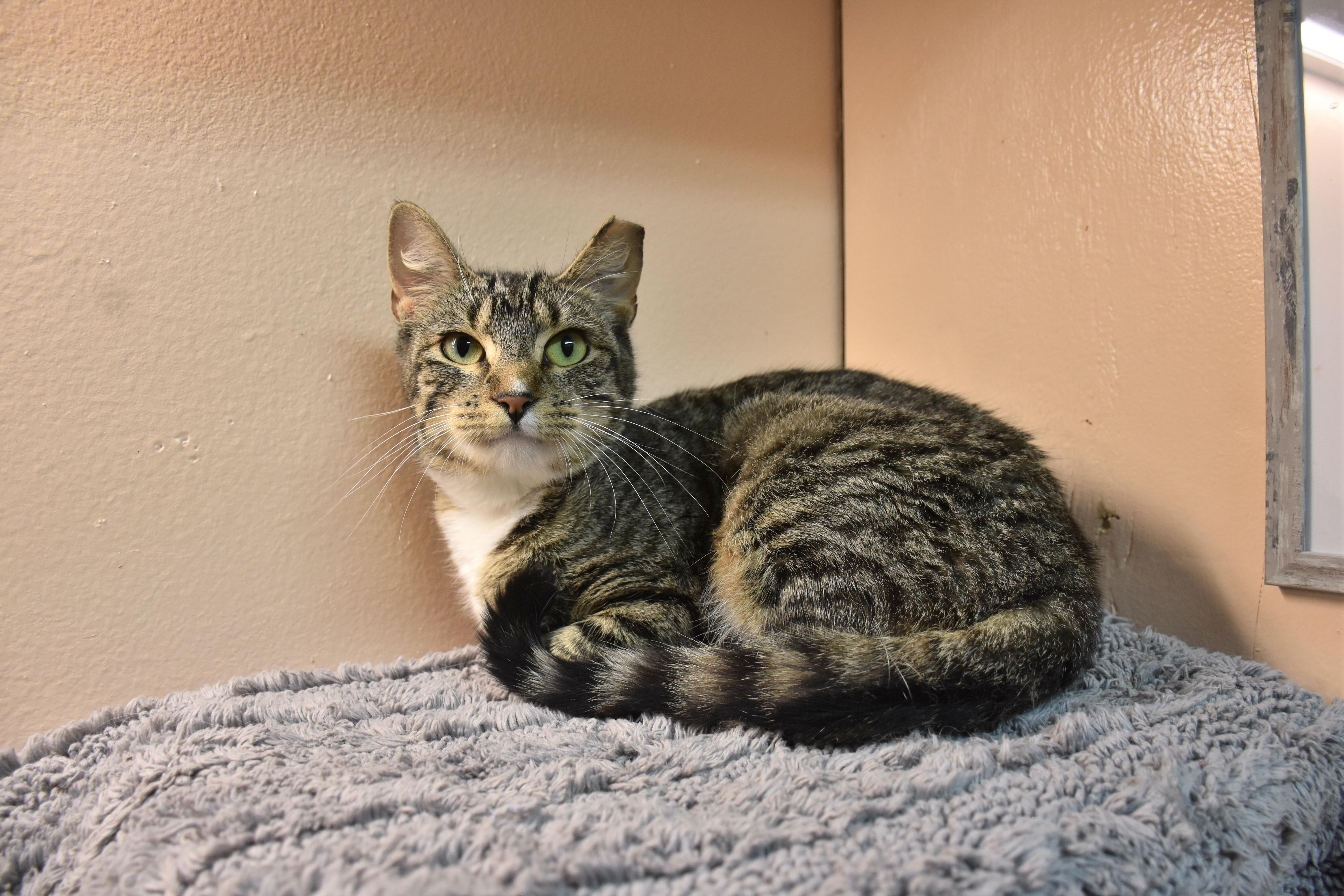 A young small-sized female Tabby (Brown / Chocolate) Domestic Short Hair cat named Binky for adoption in North Judson, IN