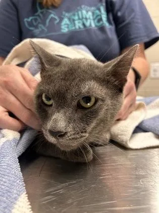 An adult medium-sized male Domestic Short Hair cat named Zane for adoption in Fairfax, VA