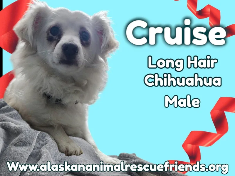 An adult medium-sized male Chihuahua dog named Cruz for adoption in Anchorage, AK