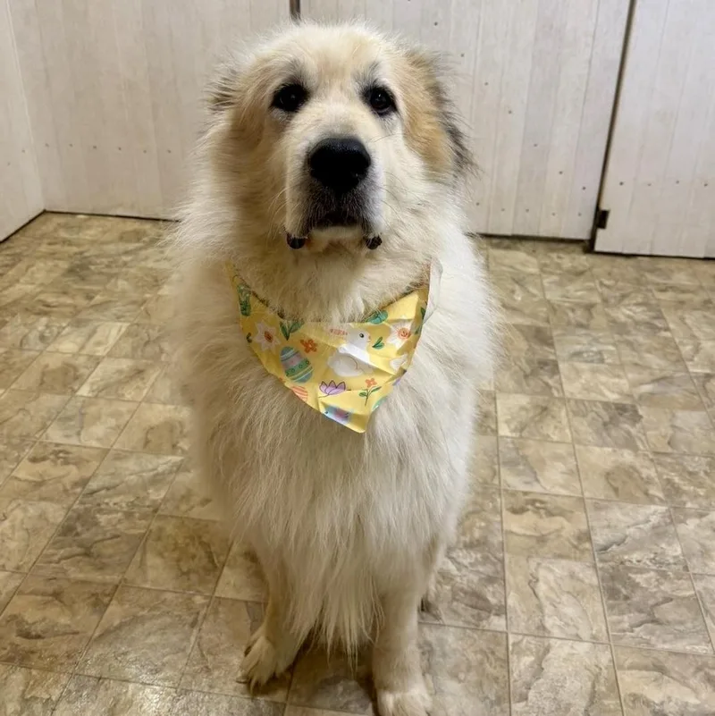 An adult large-sized male Sable Great Pyrenees dog named Carl for adoption in Pilot Point, TX