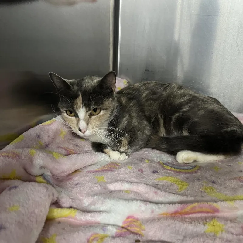 A young medium-sized female Calico Domestic Short Hair cat named Sheena for adoption in Edwardsville, IL