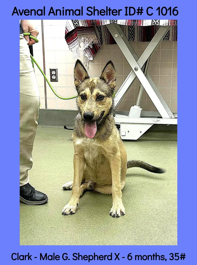 A young medium-sized male Black Shepherd dog named Clark for adoption in Avenal, CA