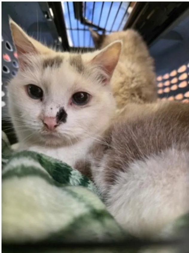 A senior medium-sized female Gray & White Domestic Short Hair cat named Prissy for adoption in Marshall, NC