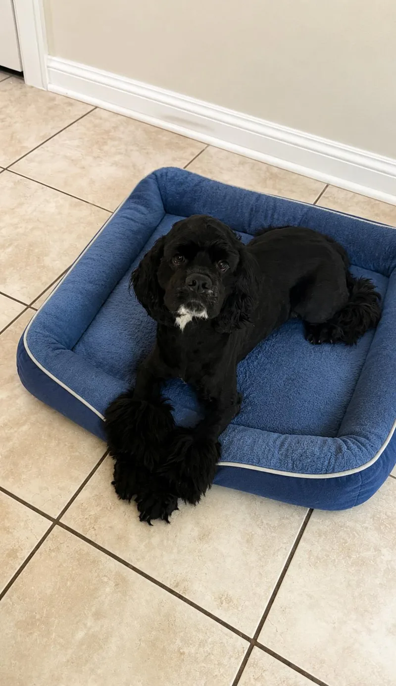 An adult medium-sized male Cocker Spaniel dog named Burberry for adoption in Euless, TX