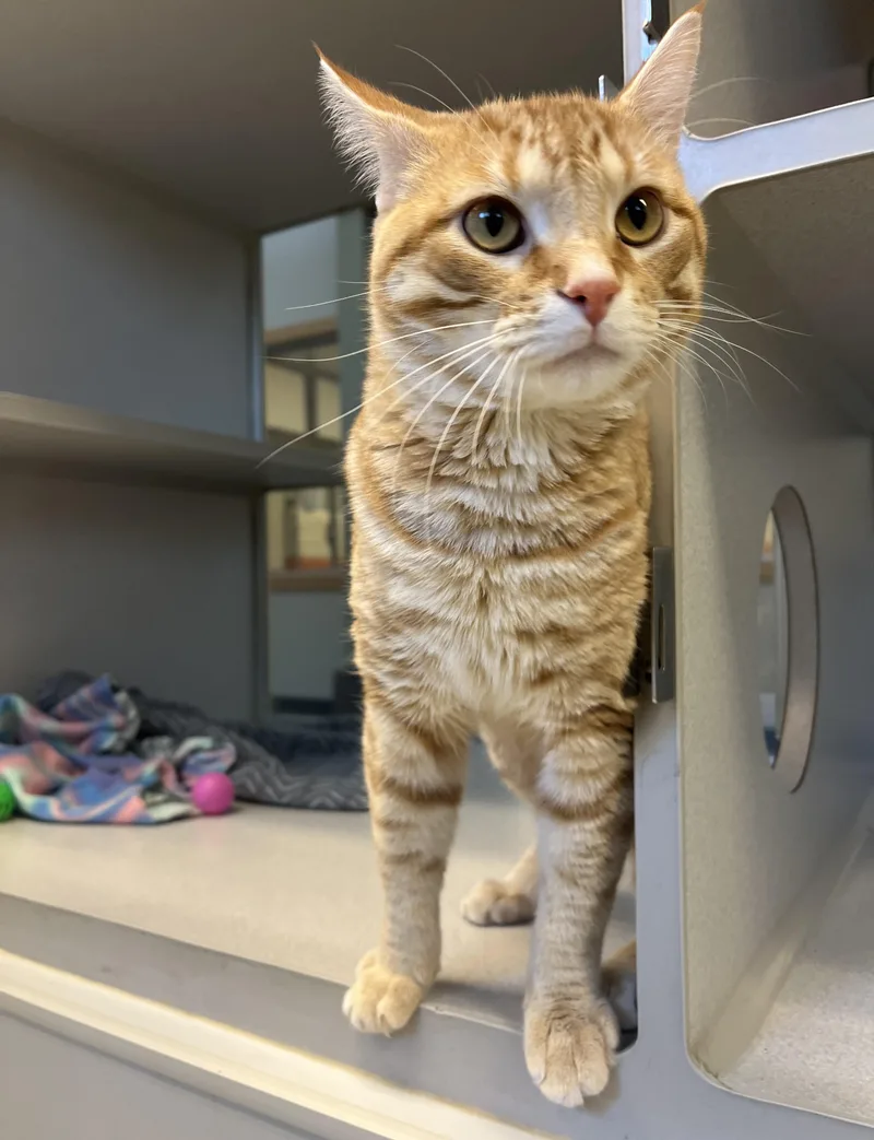 An adult medium-sized male Orange & White Domestic Short Hair cat named Mr. Mister for adoption in Cedar Rapids, IA