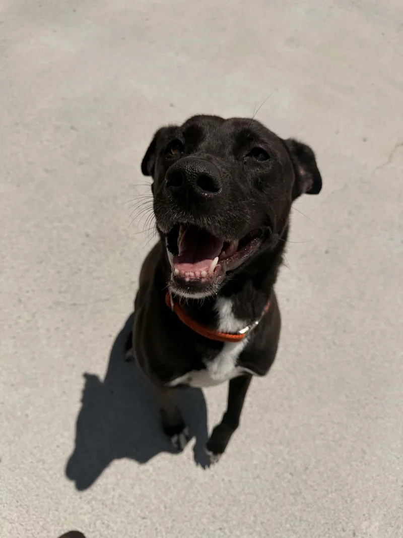 An adult large-sized female Black Labrador Retriever dog named Nariah for adoption in Berryville, VA