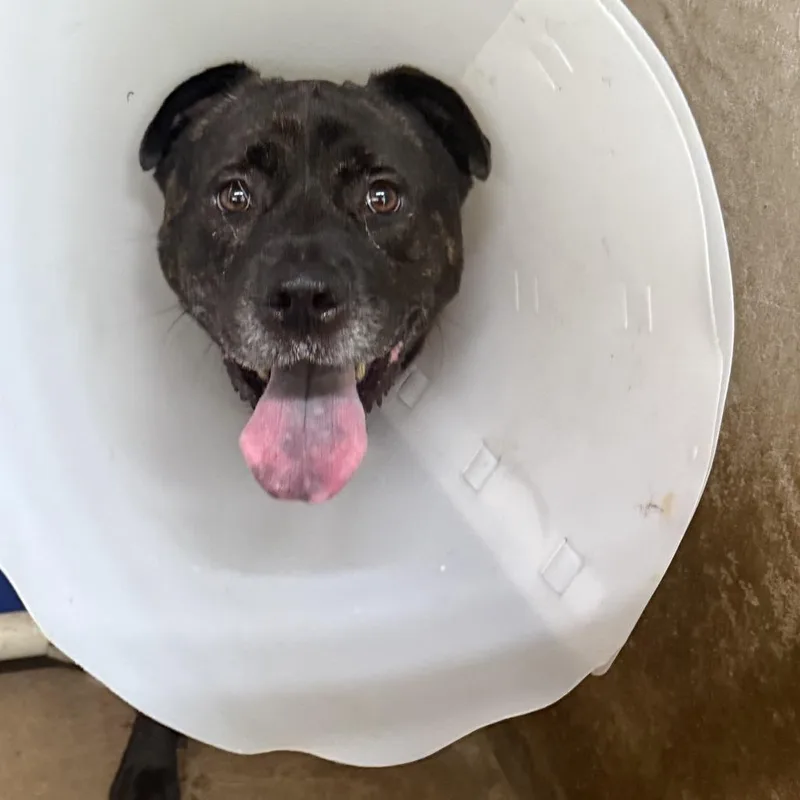An adult large-sized female Black Pit Bull Terrier dog named Library for adoption in Austin, TX