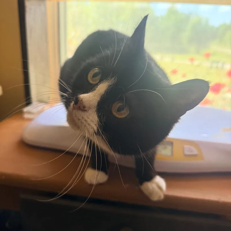 Mittens