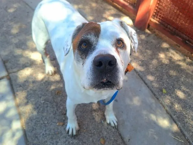 An adult large-sized male Pit Bull Terrier dog named Petie for adoption in Phoenix, AZ
