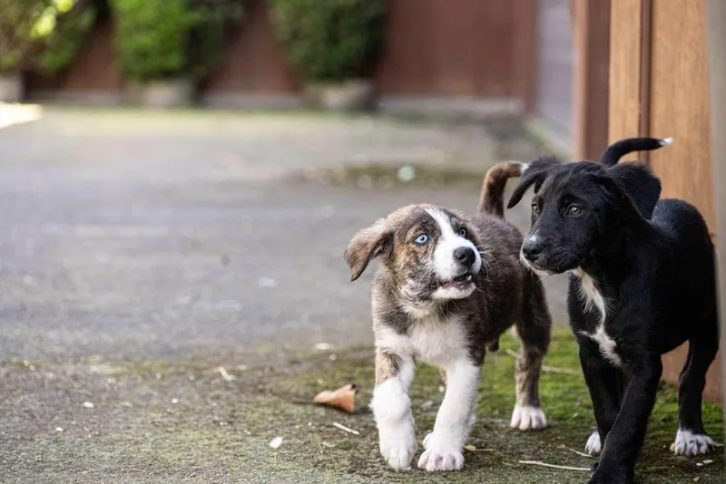 A baby medium-sized male Siberian Husky dog named Alfredo for adoption in Santa Rosa, CA