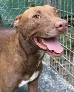 An adult large-sized male Labrador Retriever dog named Coco for adoption in Savannah, MO