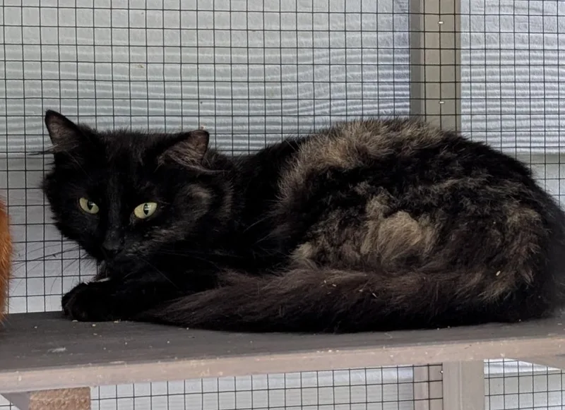 A young medium-sized female Domestic Medium Hair cat named Holly for adoption in Evans, GA