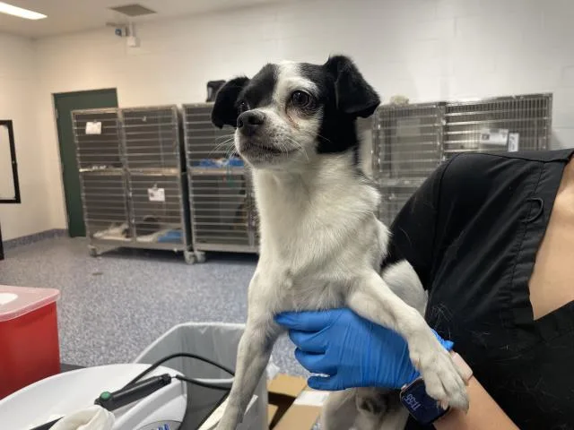 A young small-sized female Chihuahua dog named Oreo for adoption in Thousand Palms, CA