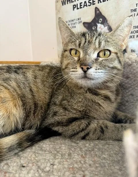 An adult medium-sized female Torbie Domestic Short Hair cat named Kara for adoption in Medina, OH