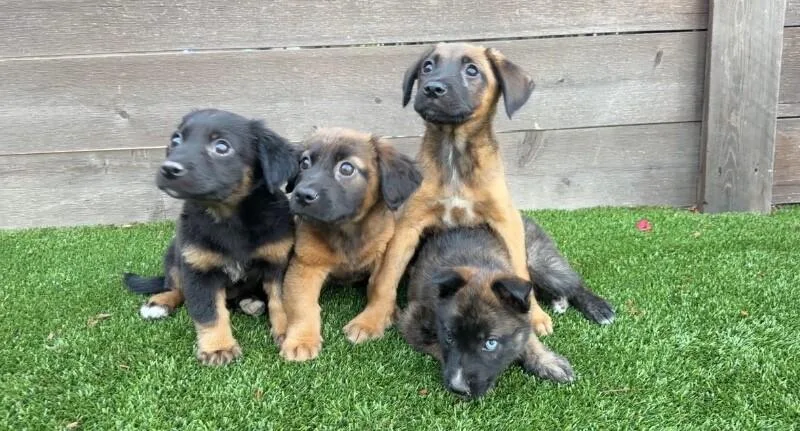 A baby medium-sized female Black German Shepherd Dog dog named Angel for adoption in Van Nuys, CA