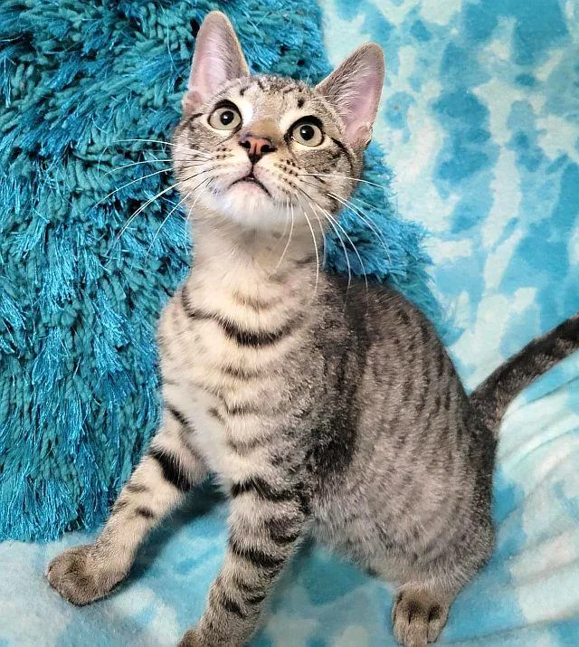 A baby medium-sized male Domestic Short Hair cat named Starknite for adoption in Powder Springs, GA