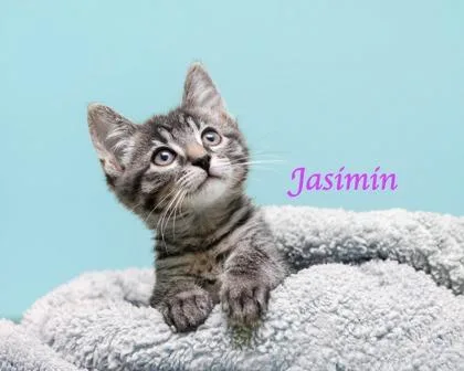 A baby small-sized female Domestic Short Hair cat named Jasimin for adoption in Parma, OH