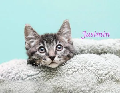 Jasimin thumbnail 2
