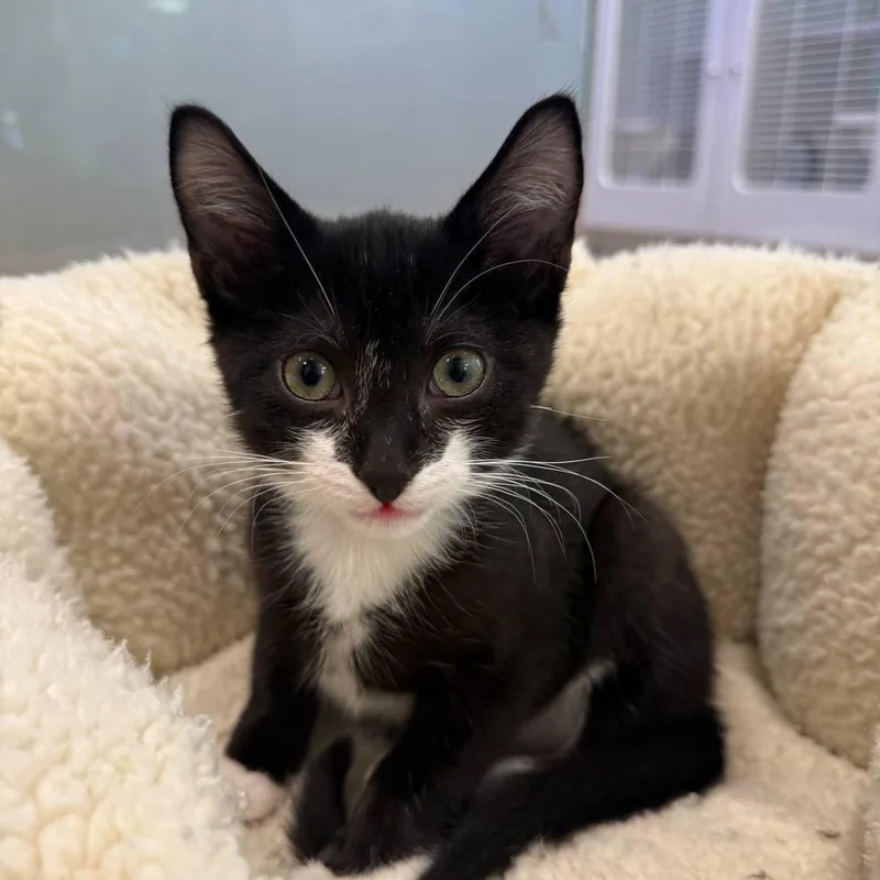 A baby small-sized male Black Domestic Short Hair cat named Fork for adoption in New York, NY