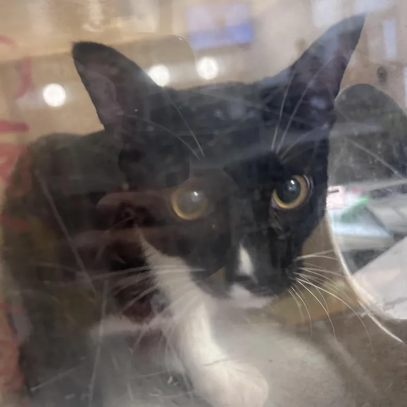 A young small-sized male Black Domestic Short Hair cat named Monopoly for adoption in Philadelphia, PA