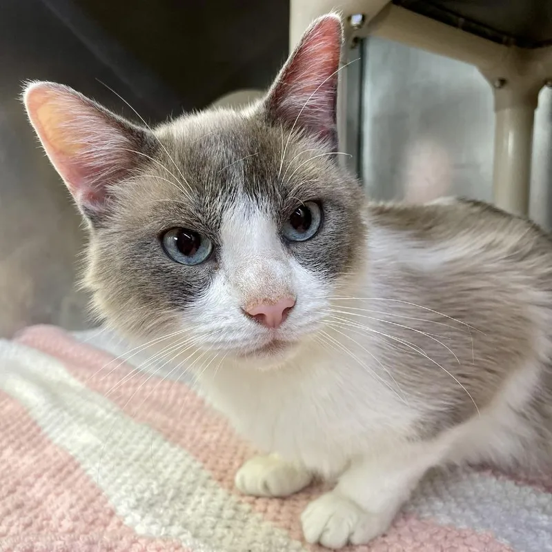 Glom Gazingo thumbnail 2