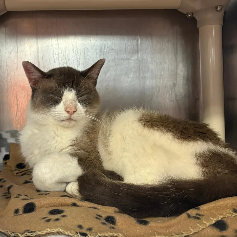 Glom Gazingo thumbnail 4