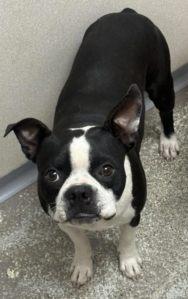 A young medium-sized male Boston Terrier dog named Gucci for adoption in Little Rock, AR