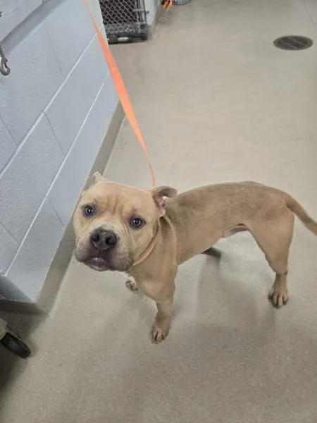 An adult medium-sized male Pit Bull Terrier dog named Cypress for adoption in Millersville, MD