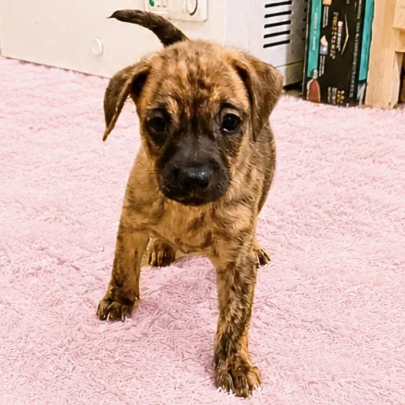 A baby small-sized female Pug dog named Sweet Pea for adoption in Hillsborough , NC