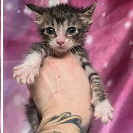 A baby small-sized male Brown / Chocolate Domestic Short Hair cat named Tummy Carlsbad for adoption in Denver, CO