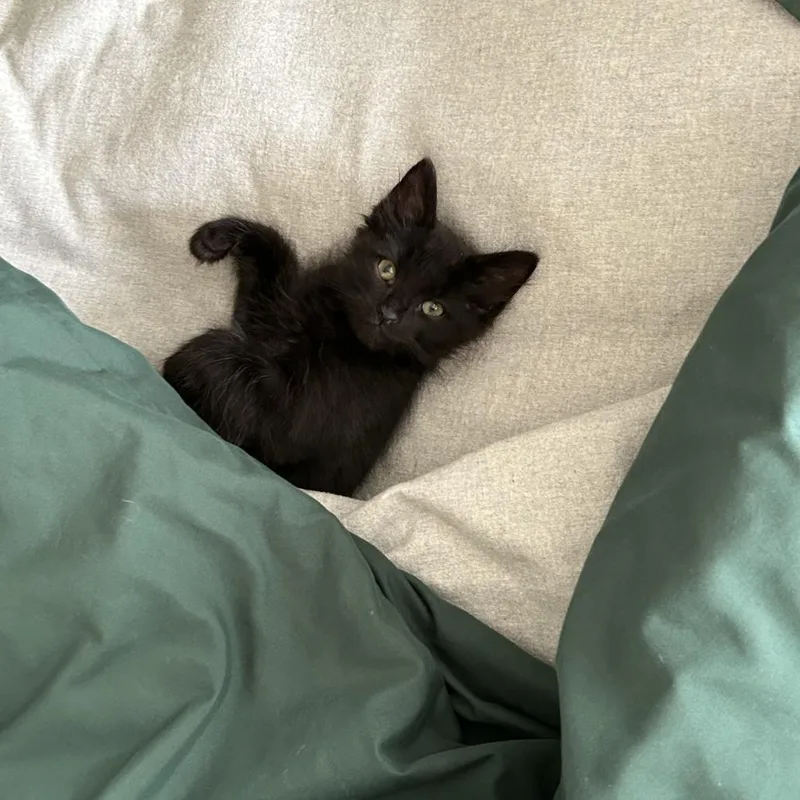 A baby small-sized male Black Domestic Long Hair cat named Mario for adoption in Hopkinton, MA