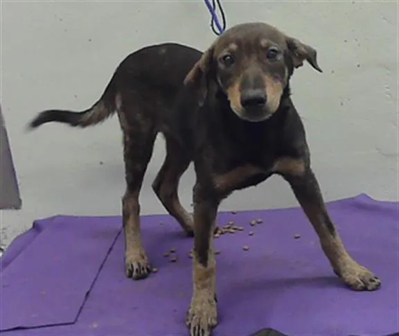 A baby small-sized female German Shepherd Dog dog named Jane for adoption in Houston, TX