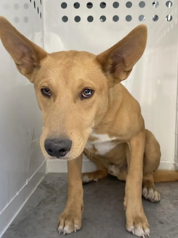 A young medium-sized male Pit Bull Terrier dog named Boris for adoption in Victorville, CA