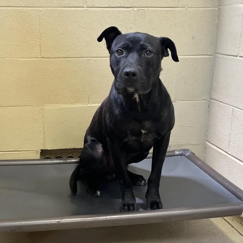 An adult medium-sized male Pit Bull Terrier dog named Darth for adoption in Clarksville, VA