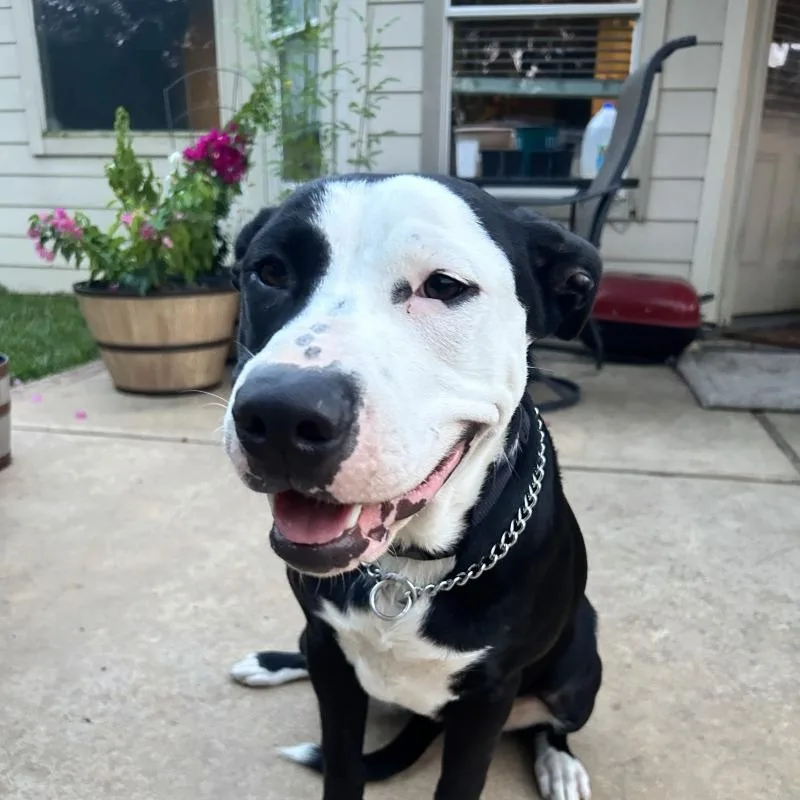 A baby large-sized female Black American Staffordshire Terrier dog named Coco for adoption in Houston, TX