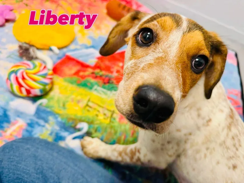 Liberty thumbnail 3