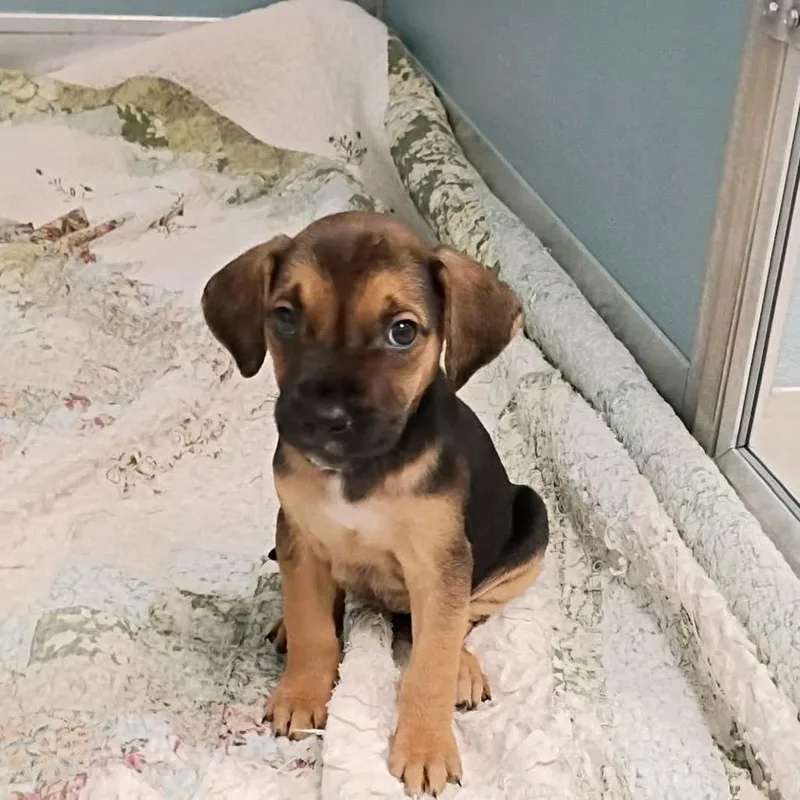 A baby medium-sized female Mixed Breed dog named Bandita for adoption in Uniontown, PA