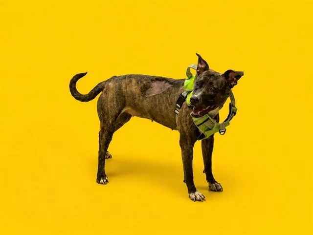 A young medium-sized female Terrier dog named Fay for adoption in Miami, FL