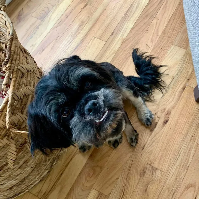 A young small-sized male Black Lhasa Apso dog named Morrison for adoption in Mead, CO