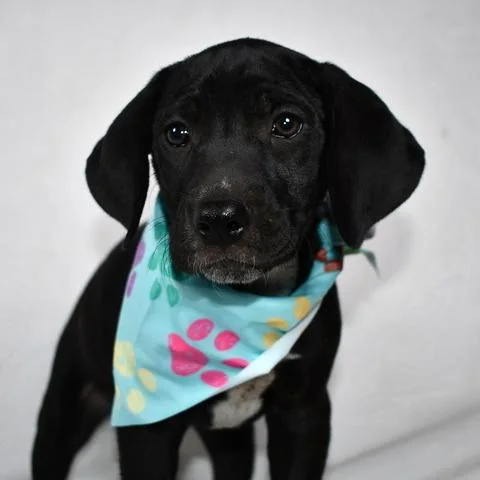A baby medium-sized female Black Labrador Retriever dog named Parmesan for adoption in Johnson City, TN