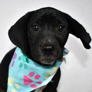 Parmesan thumbnail 2