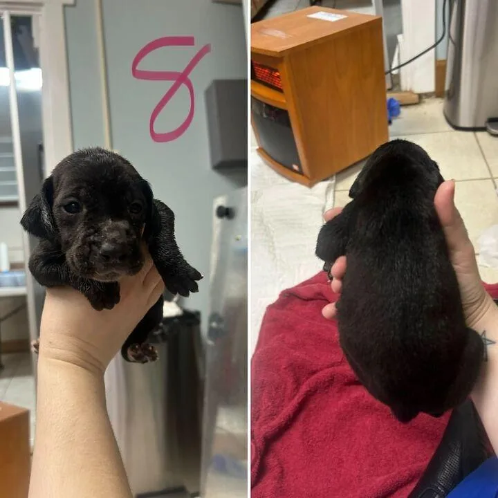 Parmesan thumbnail 4